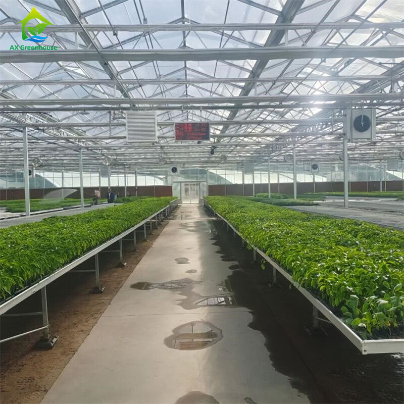 インテリジェント 温めガラス 透明 温室 大型 多スパン 熱浸し 鋼管 農業用 グラス 温室 植物の花栽培